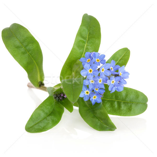 Forget Me Not Flower Stock photo © marilyna