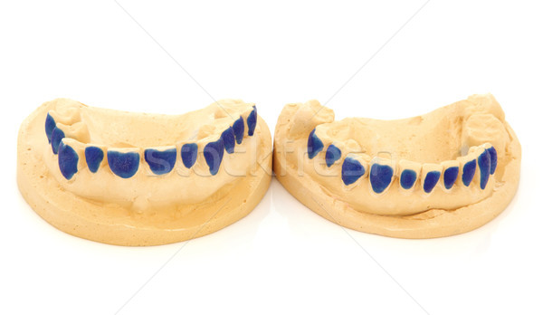 Dental Teeth Mould  Stock photo © marilyna
