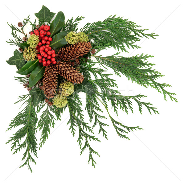 Inverno fauna decorazione rosso frutti di bosco ivy Foto d'archivio © marilyna