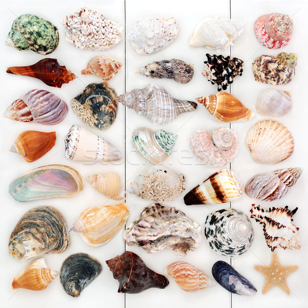 Large Seashell Collection Stock photo © marilyna