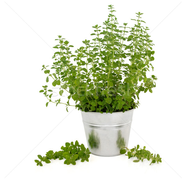 Marjoram  Herb Plant Stock photo © marilyna