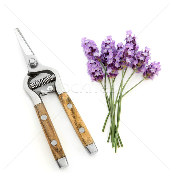 Lavender Herb Flowers and Secateurs Stock photo © marilyna