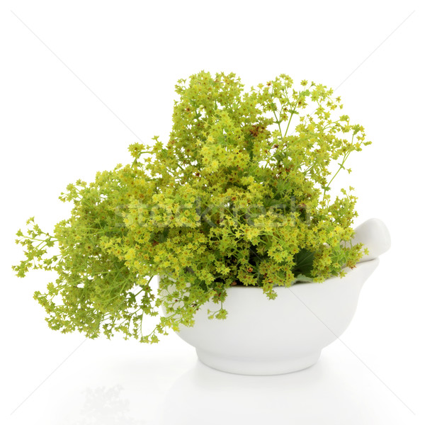 Ladys Mantle Herb Stock photo © marilyna