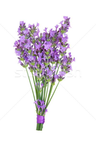 Lavender Herb Flower Posy Stock photo © marilyna