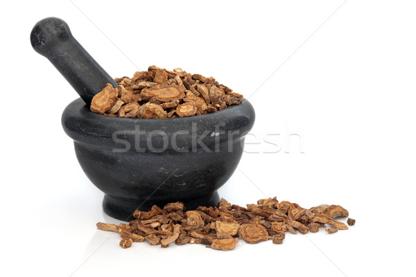 Ledebouriella Root Stock photo © marilyna