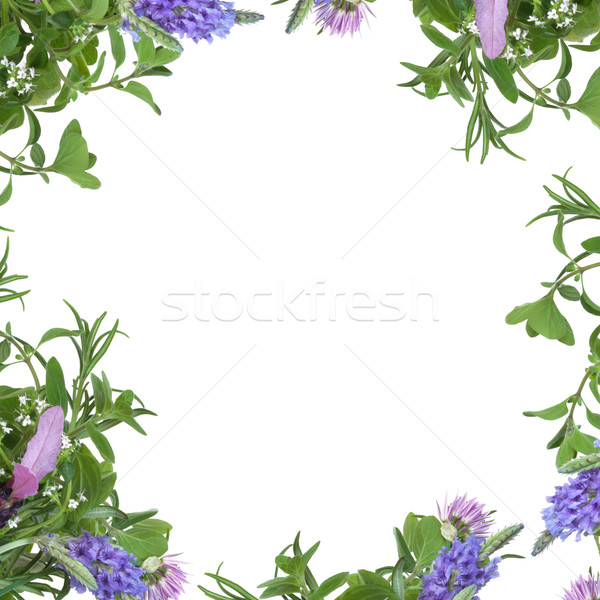 Erbe fiore confine lavanda fiori rosmarino Foto d'archivio © marilyna