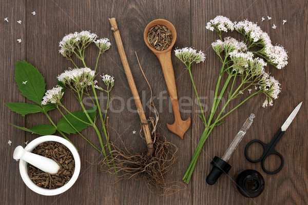 商業照片: 草本植物 · 根 · 花卉 · 瓶 · 橡樹