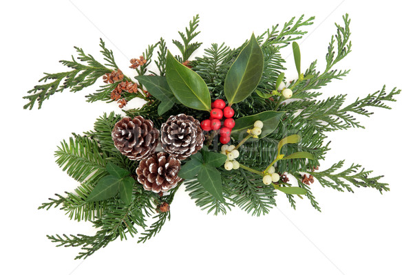 Winter Grün Weihnachten Dekoration Mistel Tanne Stock foto © marilyna