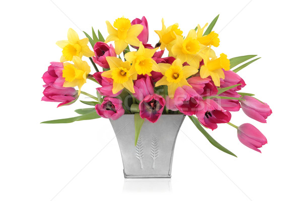 Tulipán nárcisz szépség rózsaszín tulipánok virágok Stock fotó © marilyna