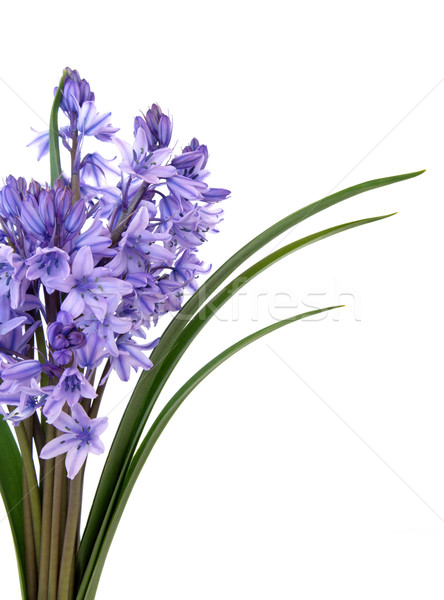 Bluebell Flower Beauty Stock photo © marilyna