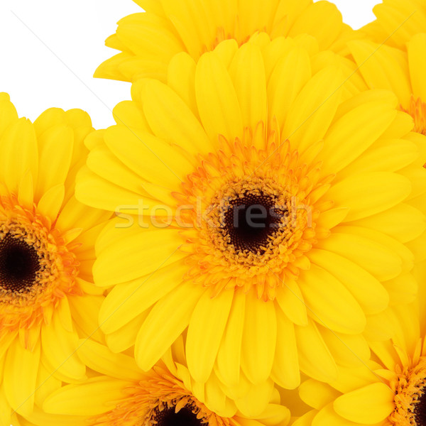 Gerbera Flowers Stock photo © marilyna