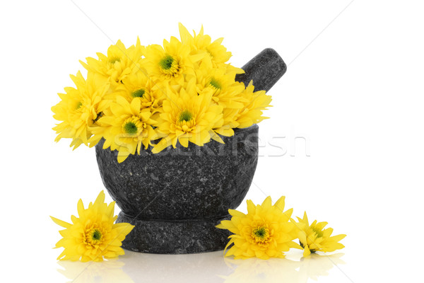 Foto stock: Crisântemo · flores · usado · tradicional · chinês