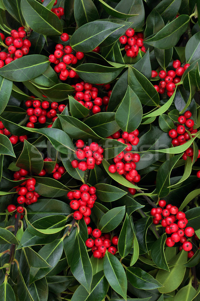 Holly Bush with Red Berries  Stock photo © marilyna