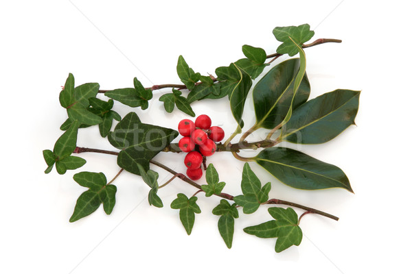 Holly and Ivy  Stock photo © marilyna