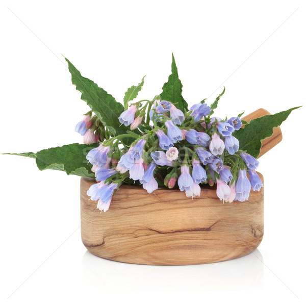 Comfrey Herb Flowers Stock photo © marilyna