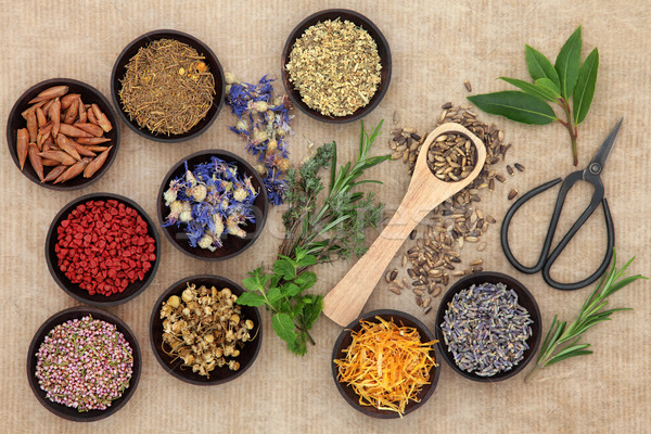 Stock photo: Herbal Medicine