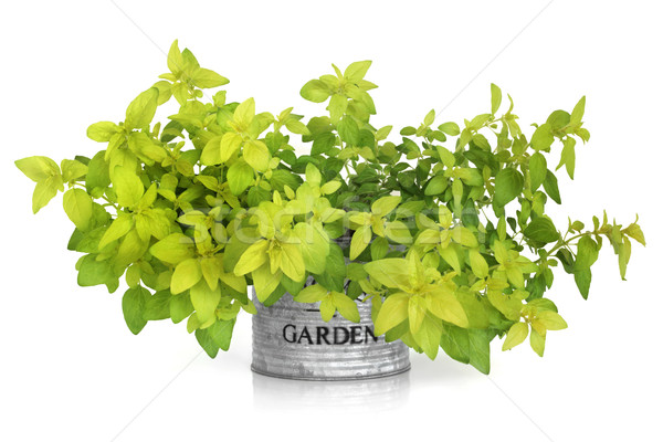 Marjoram Herb Plant Stock photo © marilyna