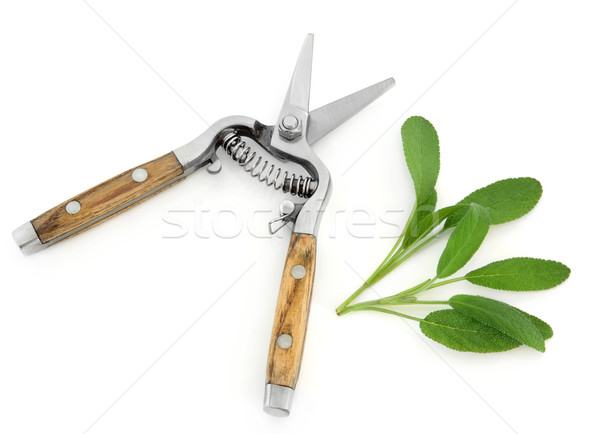 Sage Herb and Secateurs Stock photo © marilyna