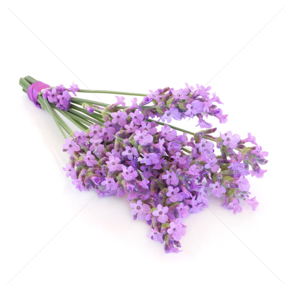 Lavendel Kraut Blume isoliert weiß Blumen Stock foto © marilyna