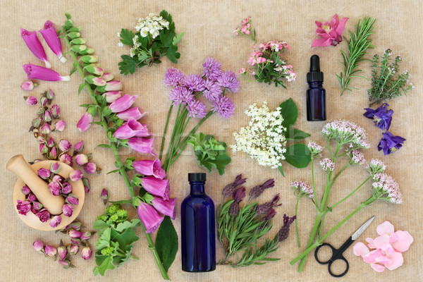 Gyógyászati virágok gyógynövények gyógynövények használt gyógynövény Stock fotó © marilyna
