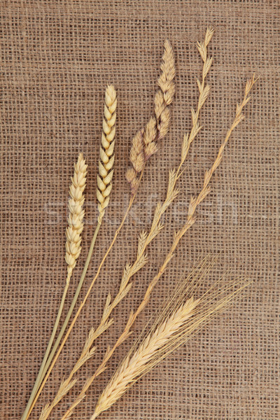 Dried Grasses  Stock photo © marilyna