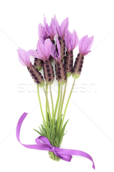 Stock photo: Lavender Herb Flower Posy