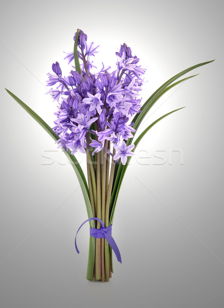 Bluebell Flowers Stock photo © marilyna