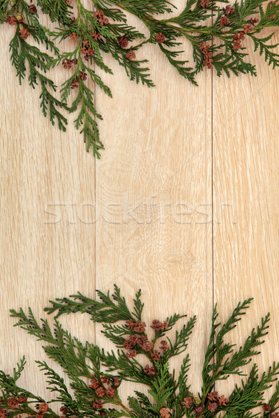 Stockfoto: Ceder · grens · blad · pine · licht