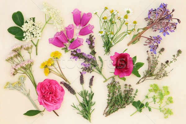 Medicinal Herbs and Flowers Stock photo © marilyna