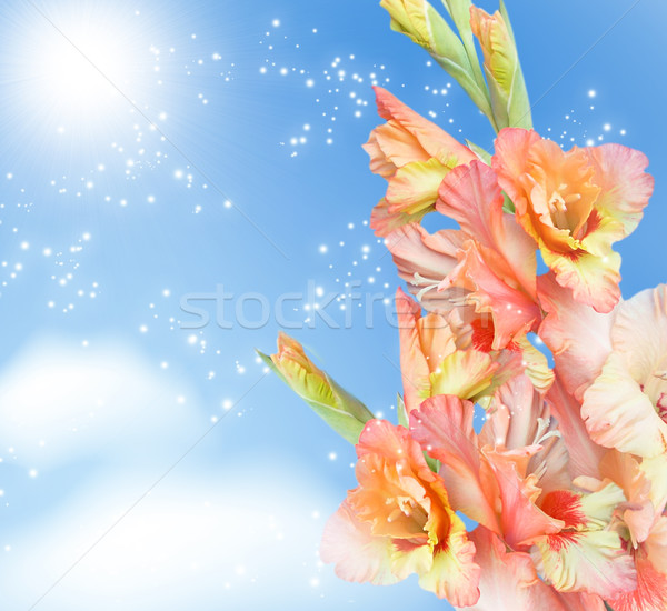 Gladiolus blossom   Stock photo © Marisha