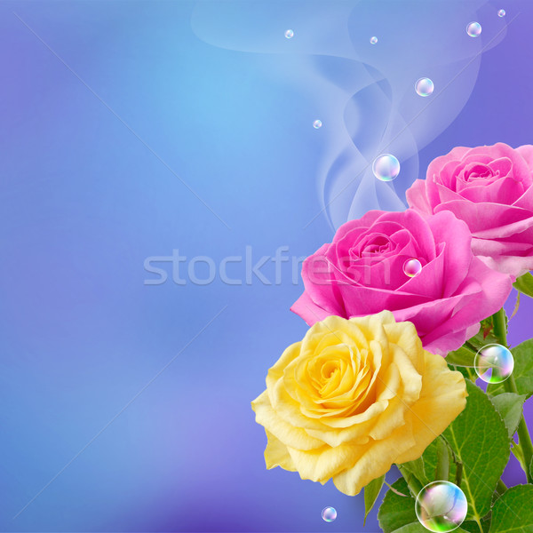 Guller Sari Pembe Kabarciklar Cicekler Gul Stok Fotograf C Marisha 3024113 Stockfresh