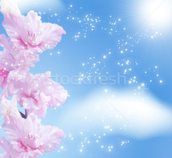 Gladiolus blossom   Stock photo © Marisha
