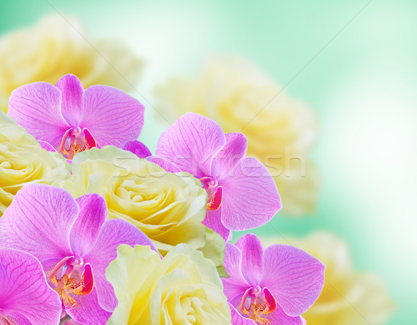 蘭 バラ ピンク 黄色 花 バラ ストックフォト © Marisha