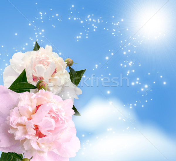 Stock photo: Peonies blossom  