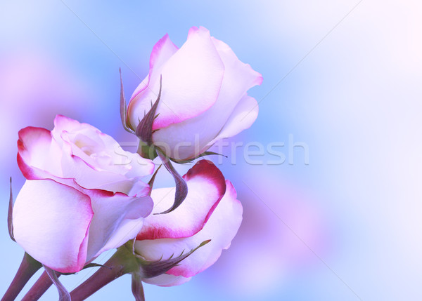 Roses Stock Photo C Maryna Borysevych Marisha 2044374