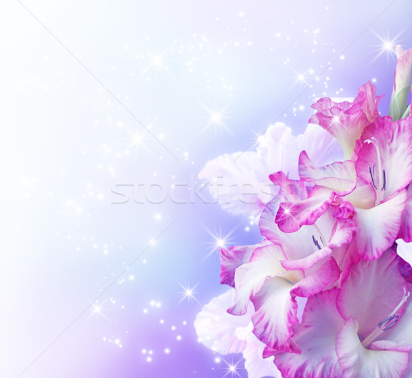 Gladiolus blossom   Stock photo © Marisha