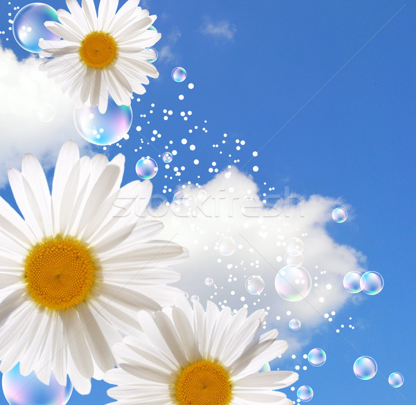 Margarete cer bule floare flori nori Imagine de stoc © Marisha