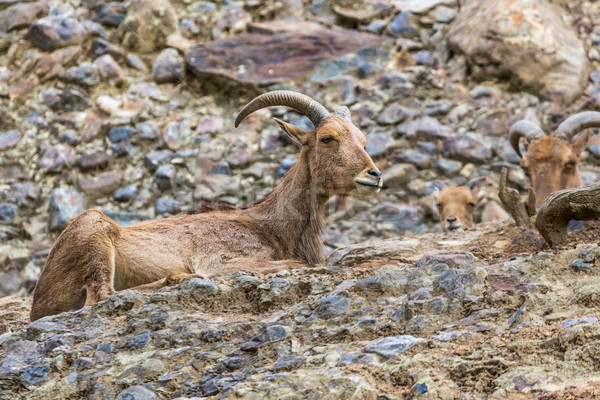 West caucasian tur goat in nature. Stock photo © Mariusz_Prusaczyk