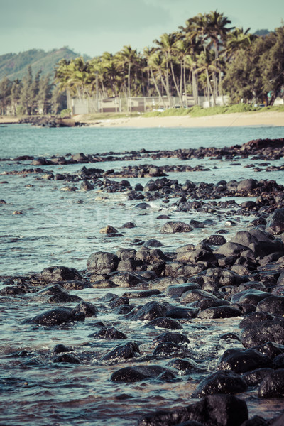 [[stock_photo]]: Cocotier · arbre · plage · de · sable · Hawaii · ciel · eau