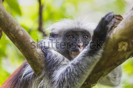 Veszélyeztetett piros majom erdő szem természet Stock fotó © Mariusz_Prusaczyk