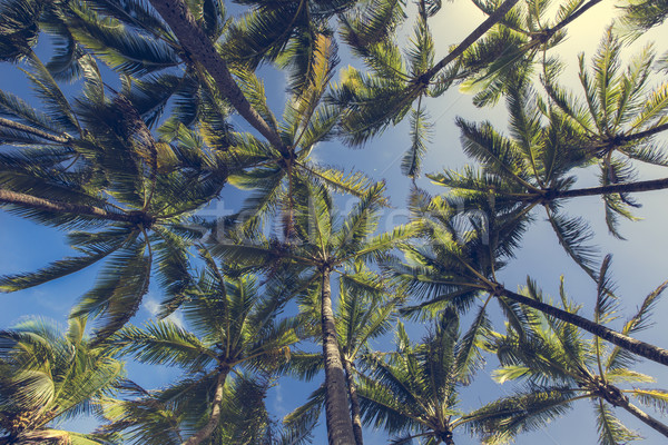 Foto stock: árvore · praia · Havaí · céu · água