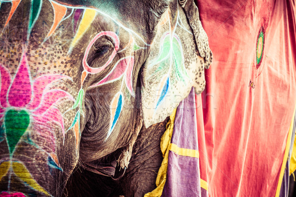 Elephant. India, Jaipur, state of Rajasthan.  Stock photo © Mariusz_Prusaczyk