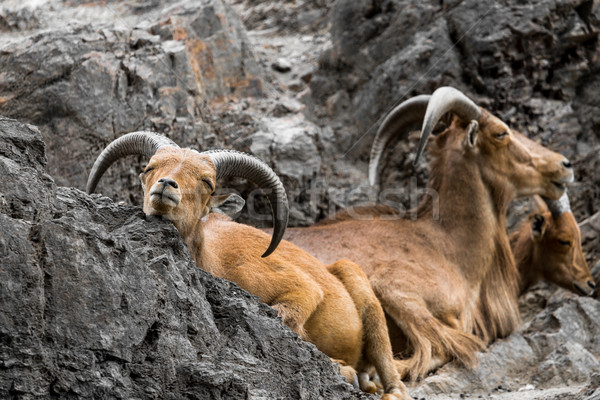 West caucasian tur goat in nature. Stock photo © Mariusz_Prusaczyk