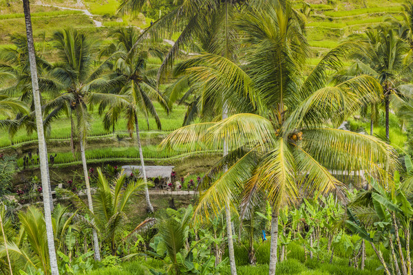 Belle vert terrasse champs bali Indonésie Photo stock © Mariusz_Prusaczyk