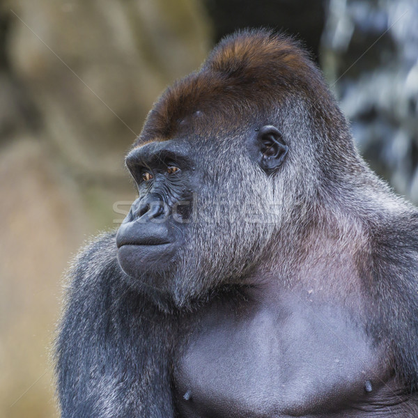 A western lowland female gorilla standing facing forward Stock photo © Mariusz_Prusaczyk