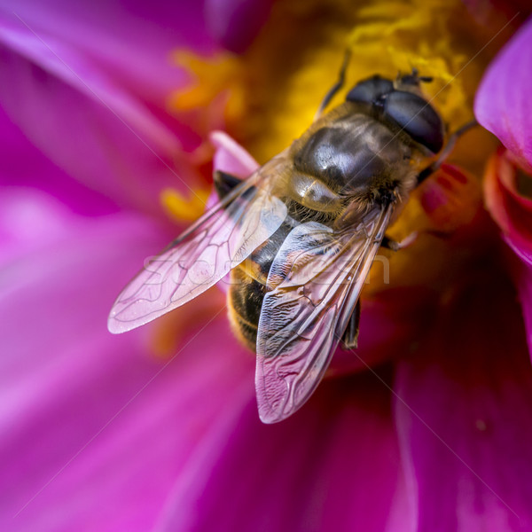 クローズアップ 写真 西部 ミツバチ ネクター ストックフォト © Mariusz_Prusaczyk