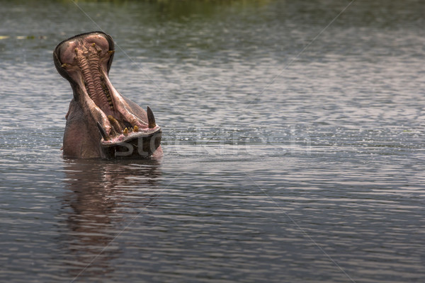 Nijlpaard krater natuur reserve Tanzania voedsel Stockfoto © Mariusz_Prusaczyk