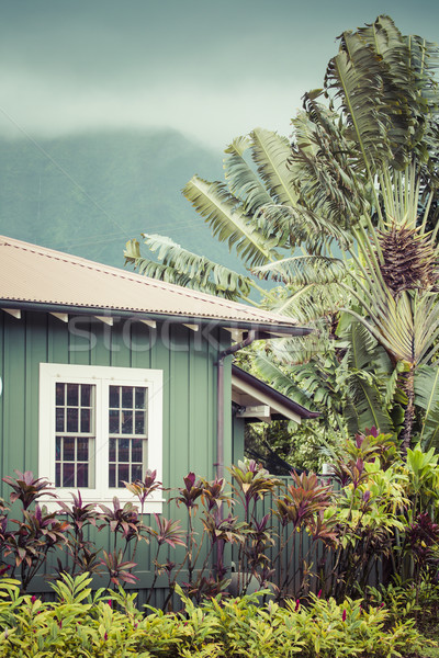 Stock photo: Coconut palm in Hawaii, USA.