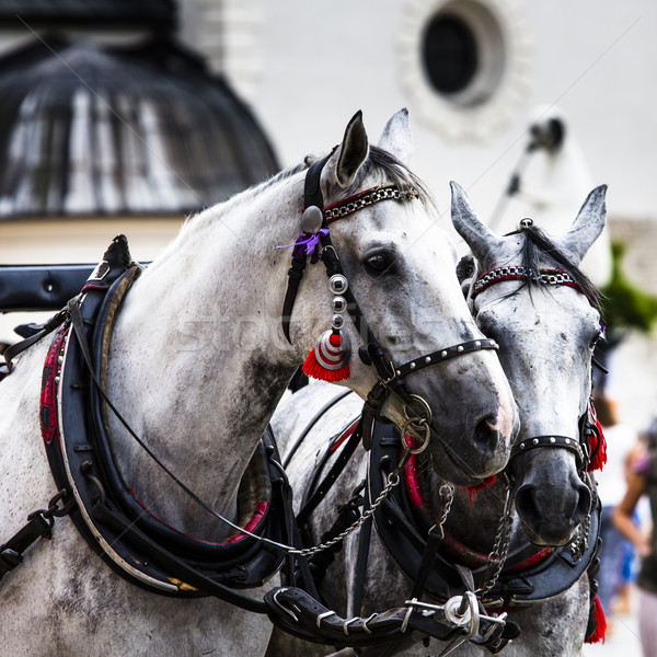 Horses and carts on the market in Krakow, Poland. Stock photo © Mariusz_Prusaczyk