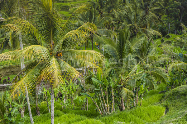 美麗 綠色 陽台 領域 巴厘島 印尼 商業照片 © Mariusz_Prusaczyk
